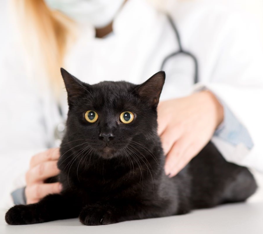 female veterinarian checking a striped cat