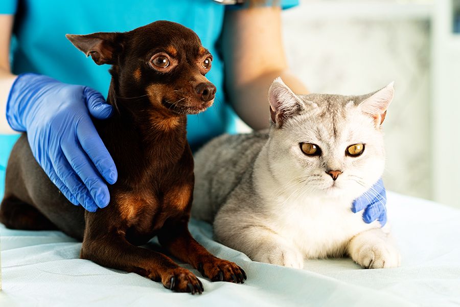 cute brown chihuahua dog and a cat at the vet