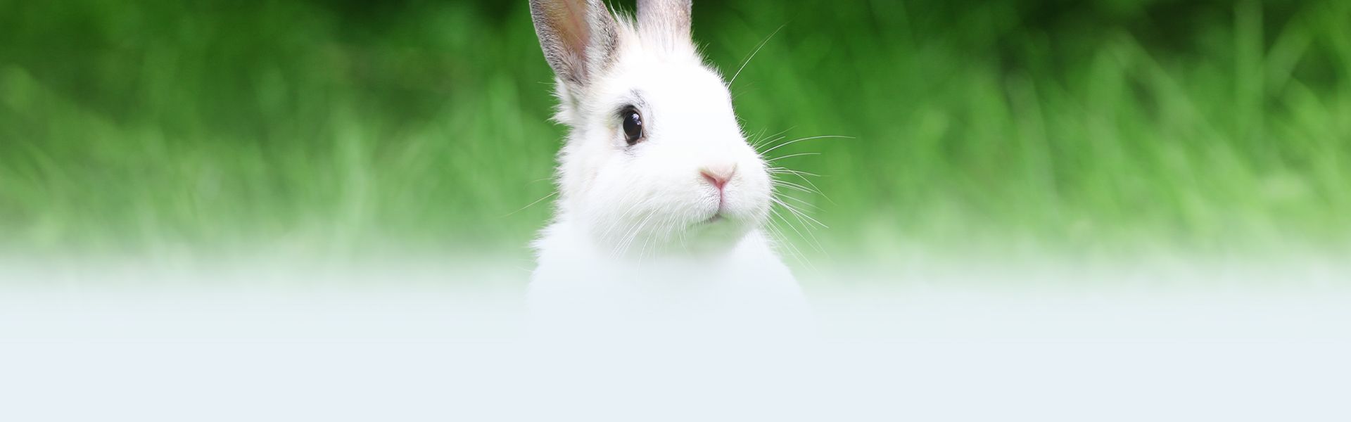 white rabbit among green grass