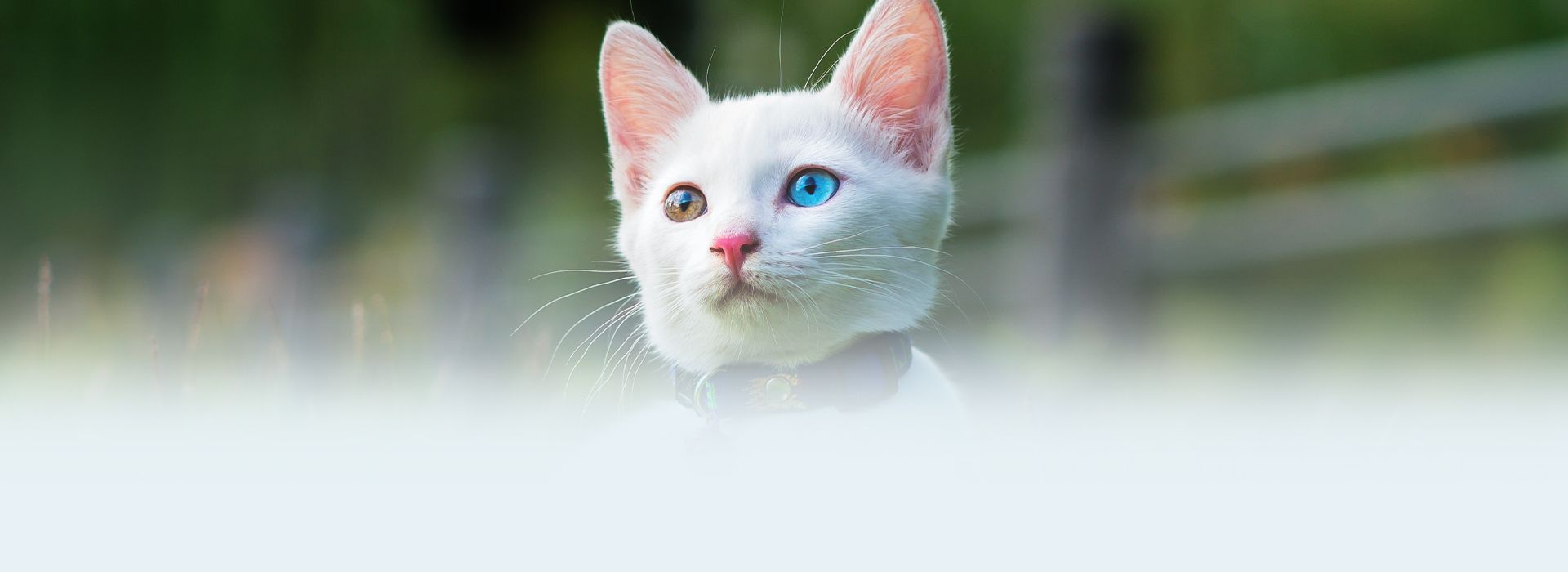 beautiful white kitten among green grass
