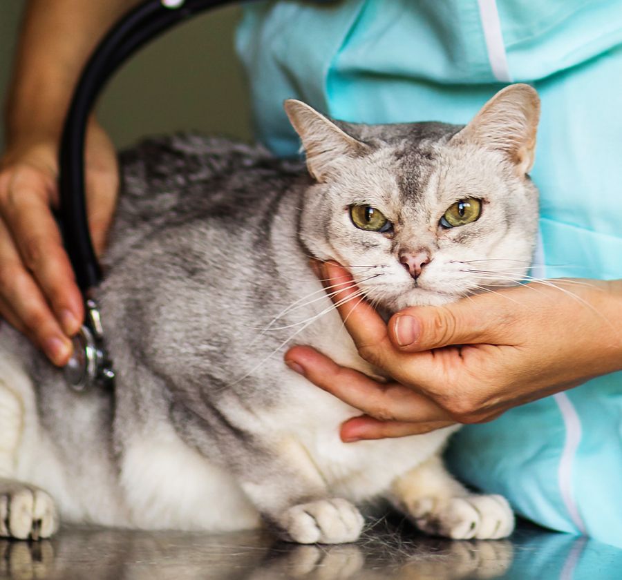 vet checking a grumpy cat