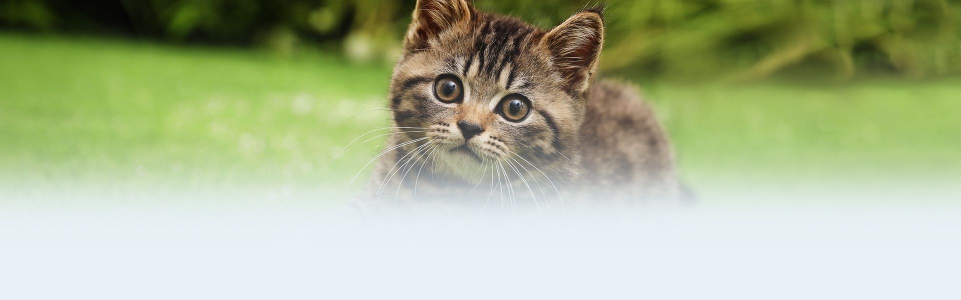 cute little tabby kitten on the green grass