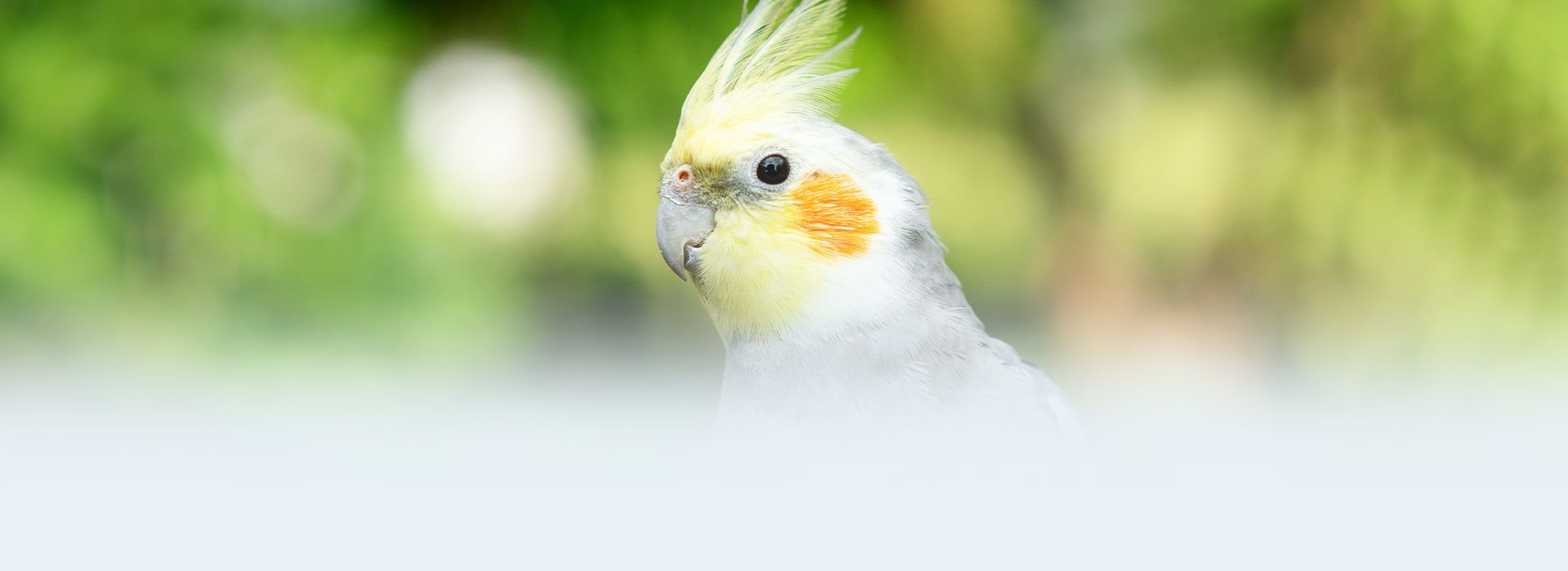 cockatoo parrot with blurry background