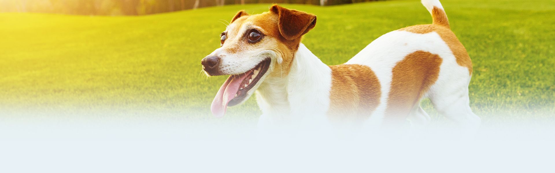 smiling jack russell dog on the green grass