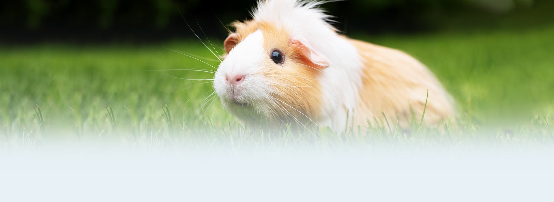 cute guinea pig on the green grass