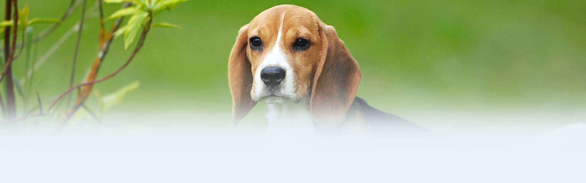 cute beagle dog with a green blurry background