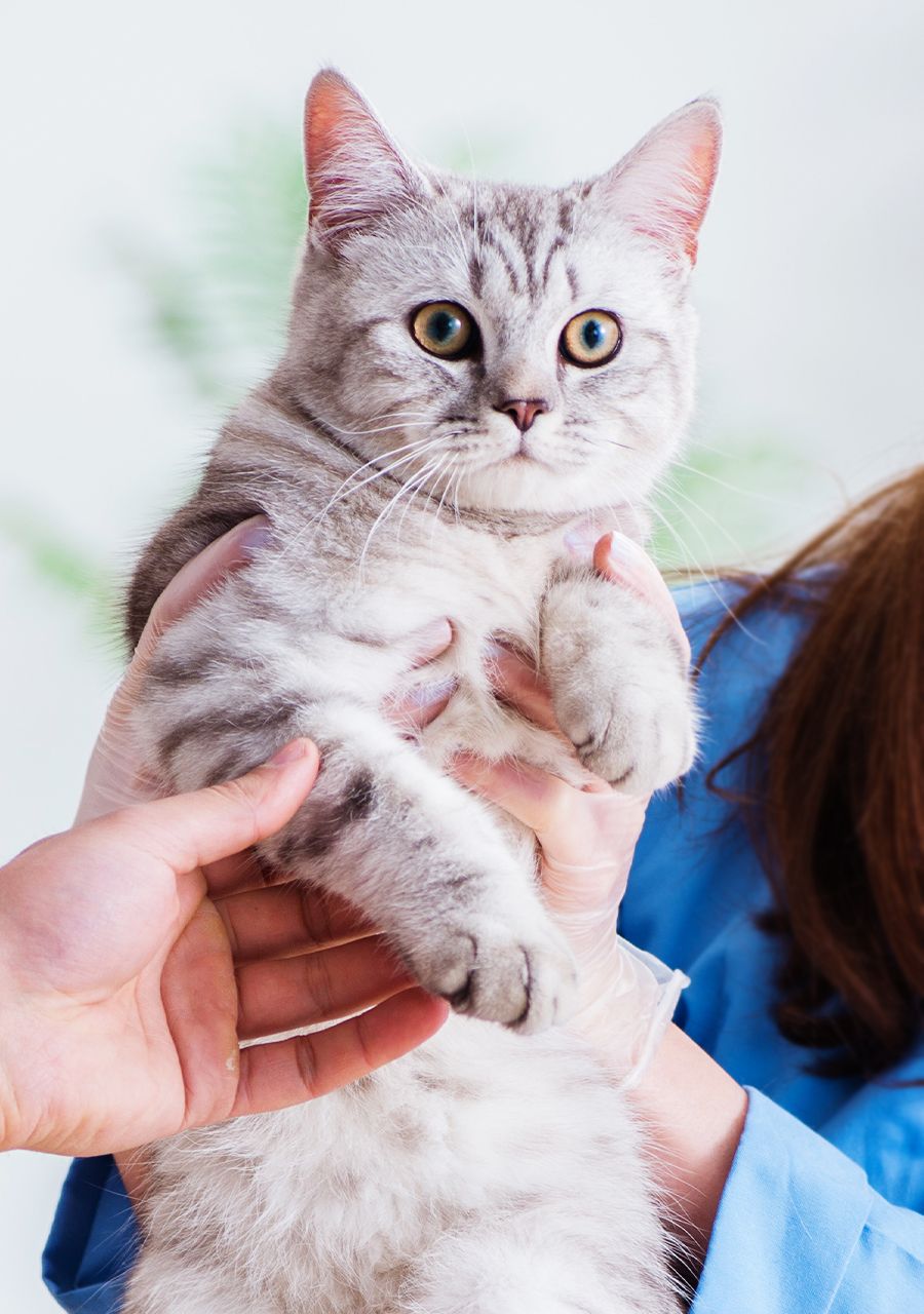 female veterinarian checking a gray cat