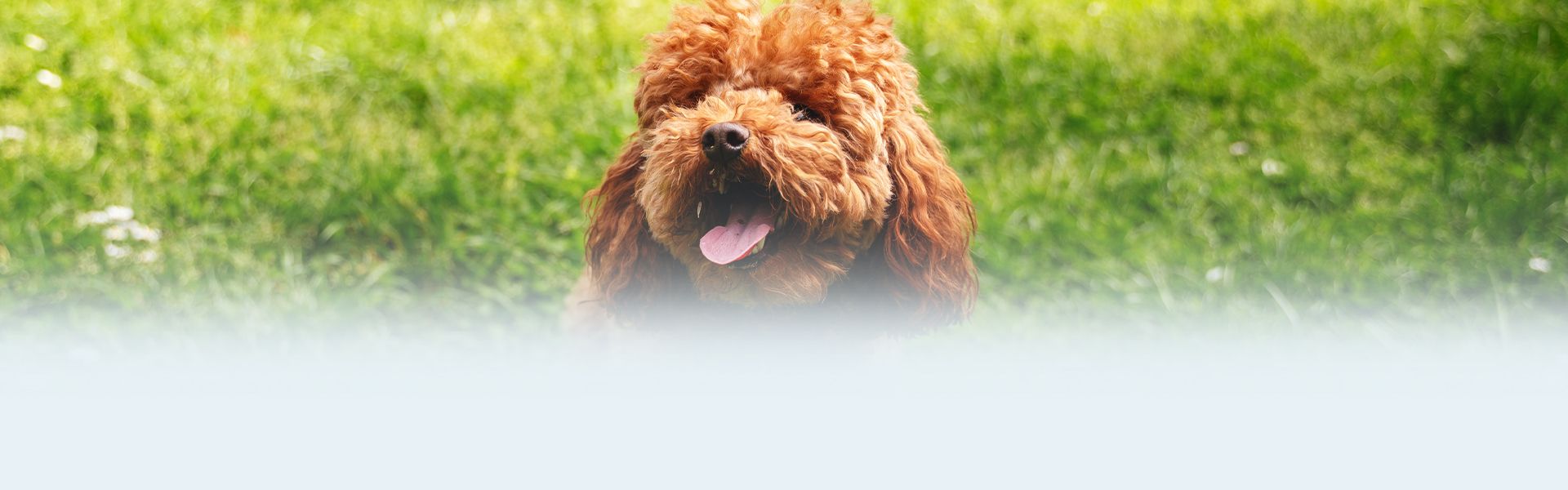 brown smiling poodle dog