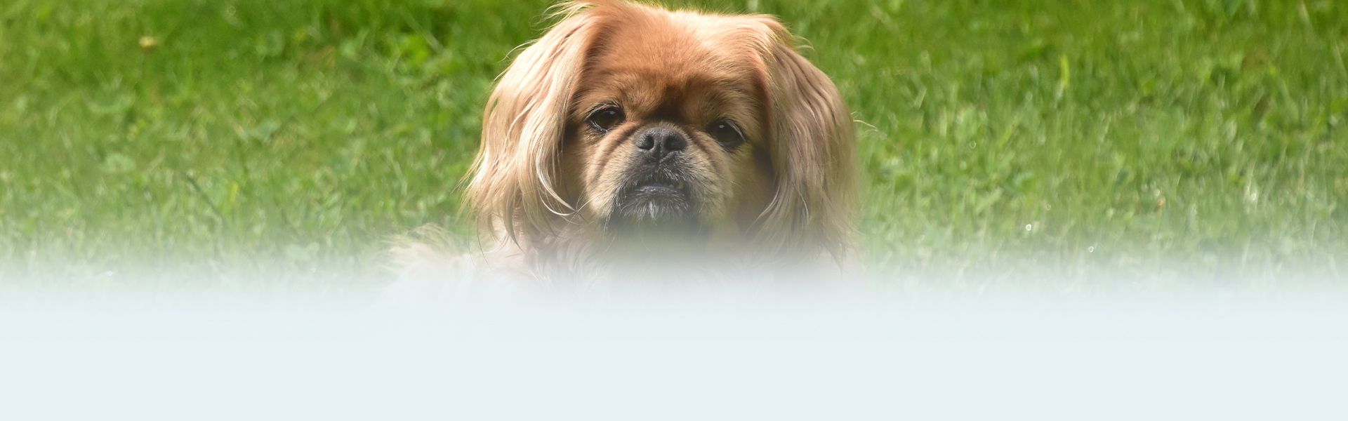 brown pekingese dog in the park