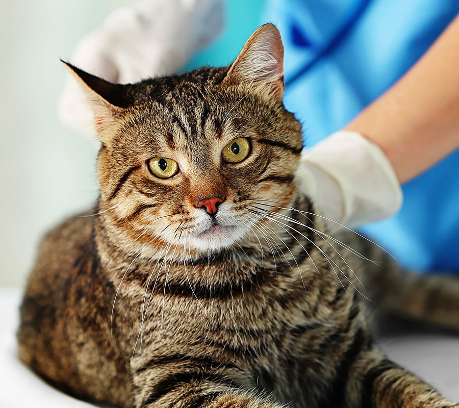 female veterinarian checking a striped cat