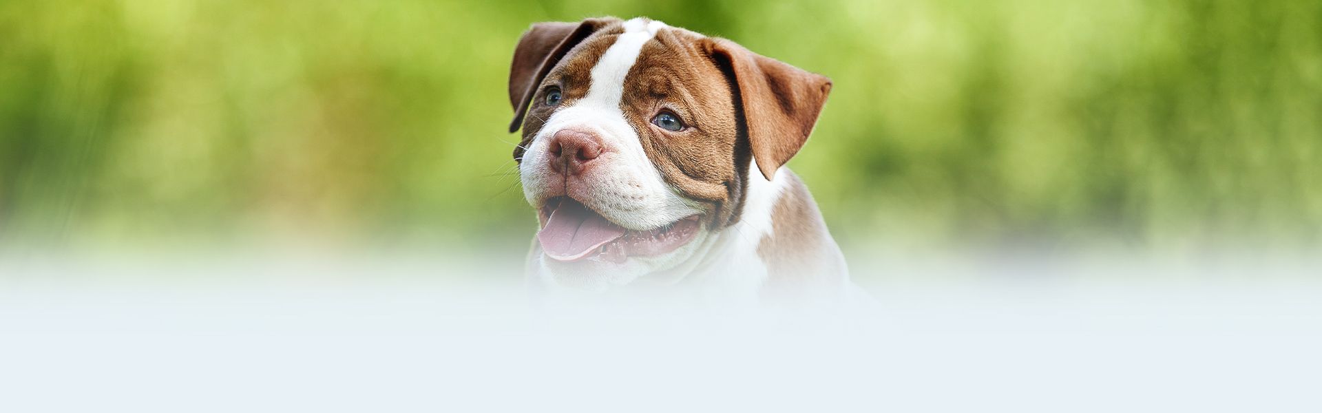 american bully puppy on green grass