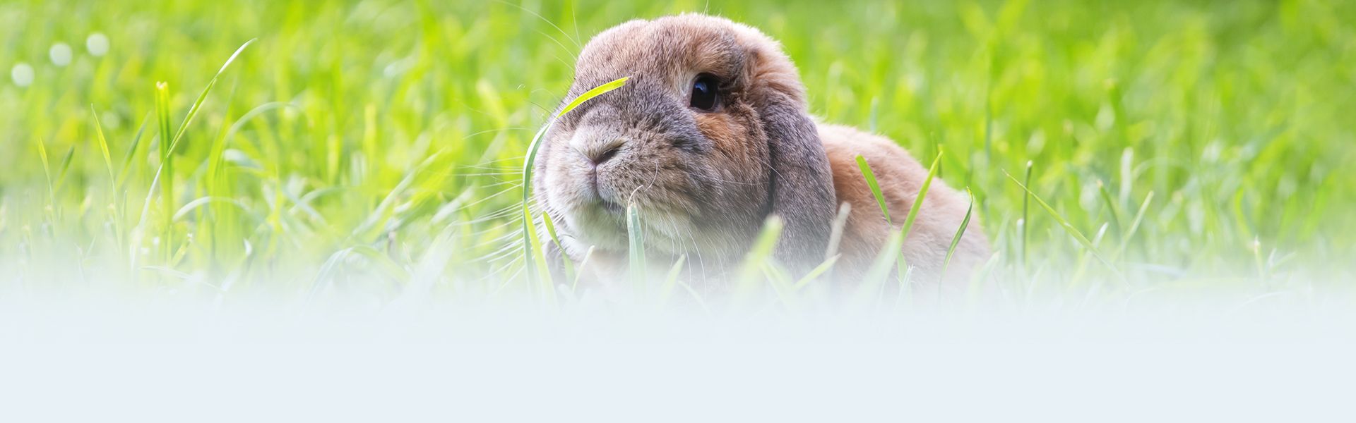 super cute rabbit among green grass