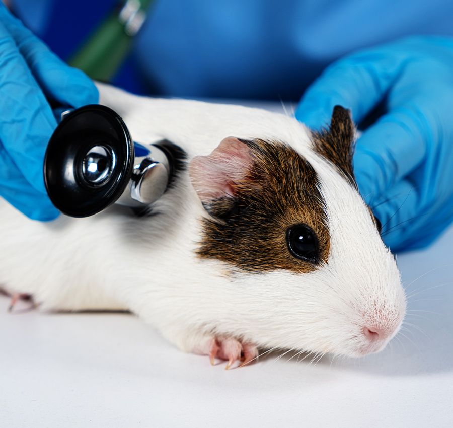 veterinarian checking guinea pig with a stethoscope