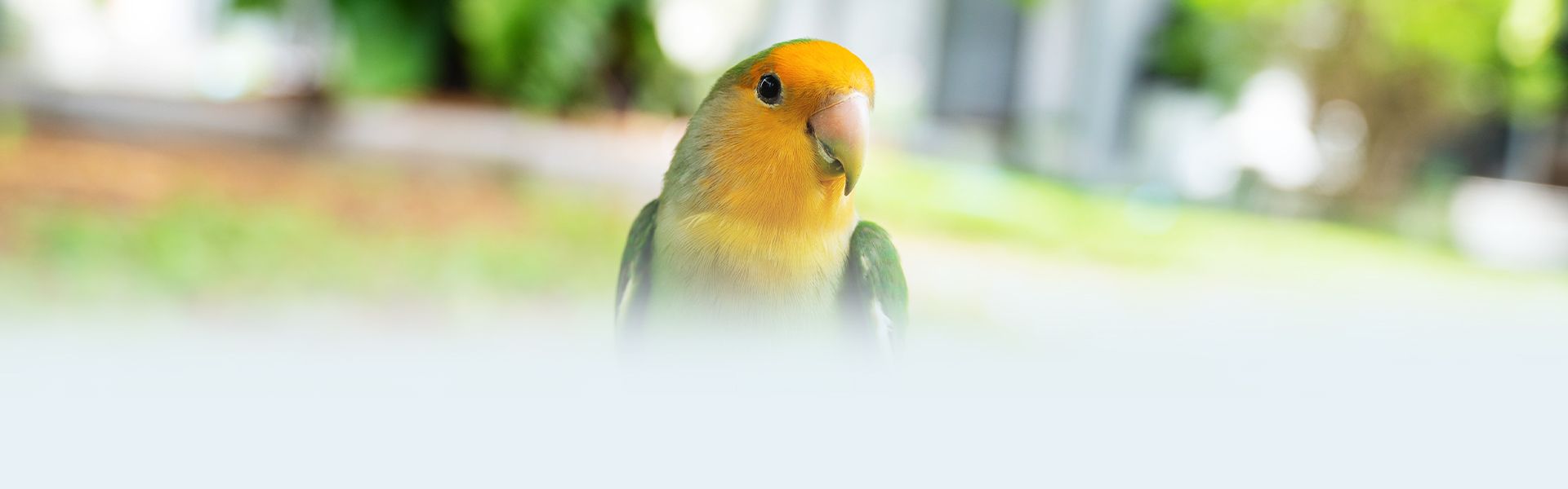 cute lovebird with a blur background