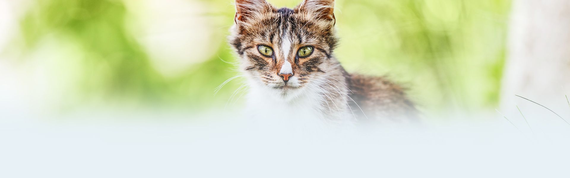 beautiful tabby cat among green grass
