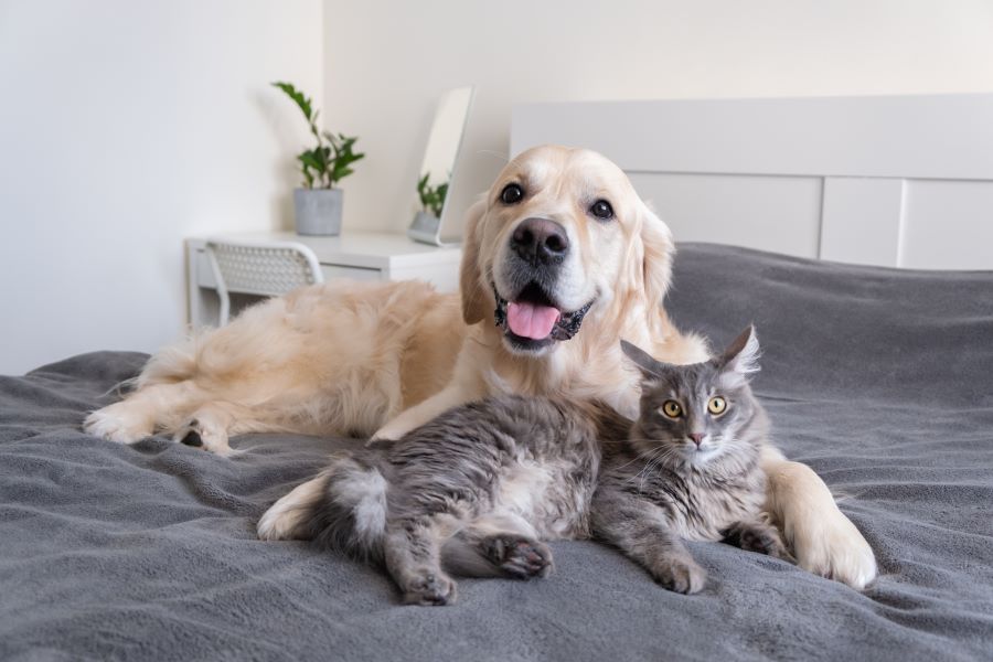 Golden retriever and gray cat lying together on a bed.
