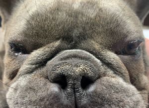 Close-up of a French Bulldog's face, showing its flat nose and expressive eyes.
