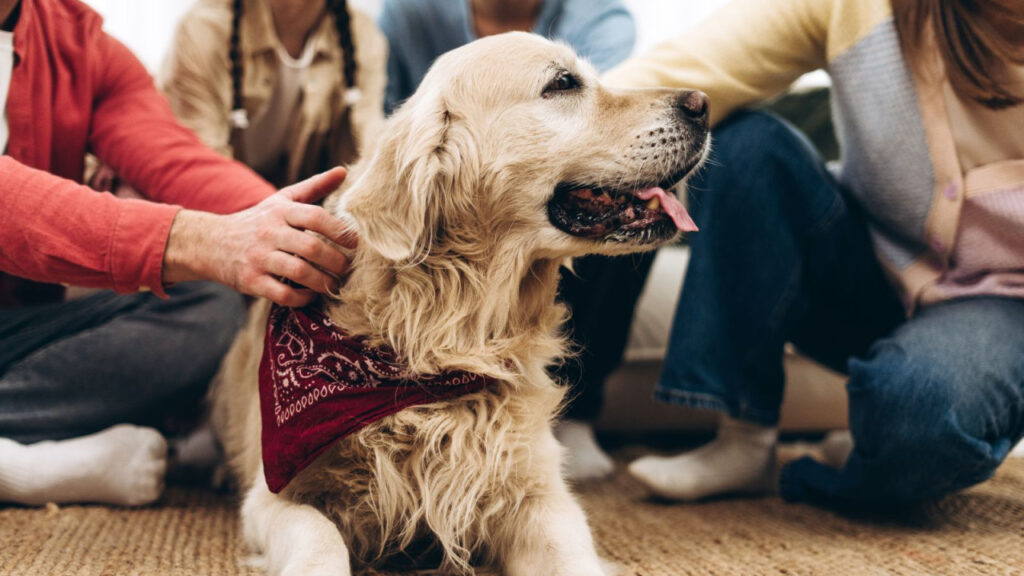 Golden retriever wearing a bandana being petted by multiple people.