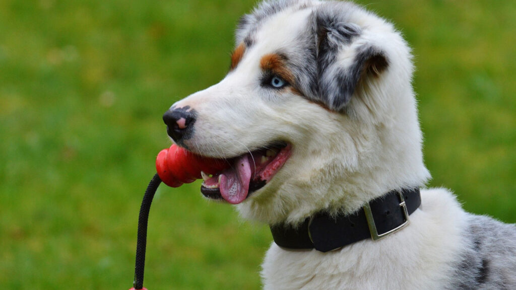 Australian Shepherd holding a red toy in its mouth.