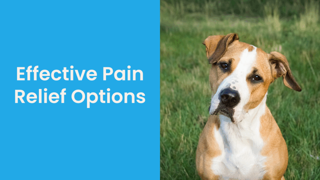Brown and white dog sitting in a grassy field with text "Effective Pain Relief Options"
