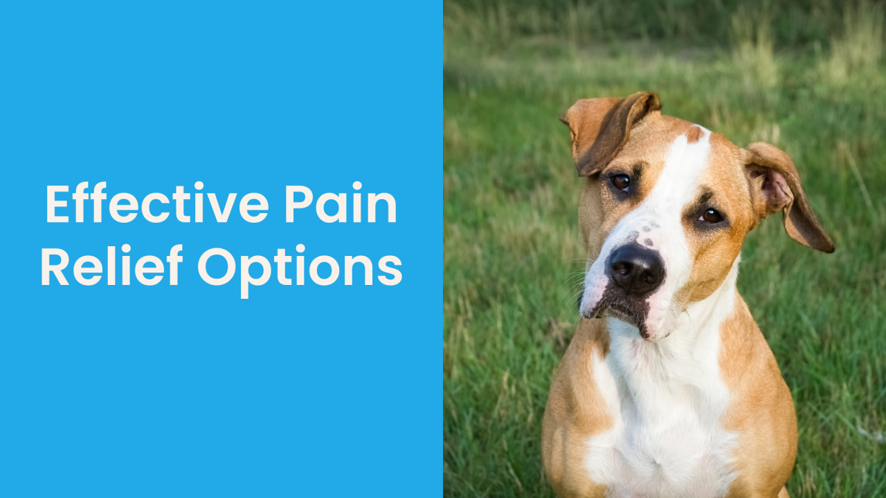 Brown and white dog sitting in a grassy field with text "Effective Pain Relief Options"
