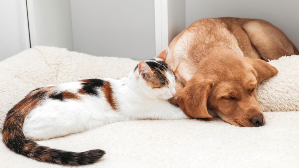A cat and dog snuggling together on a fluffy white bed.