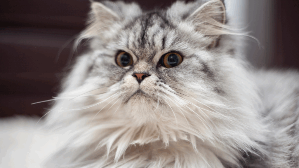 Close-up of a fluffy gray cat with intense yellow eyes.