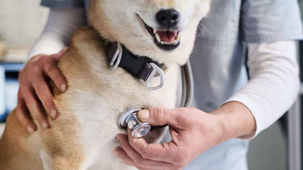 A veterinarian examining a smiling dog with a stethoscope.