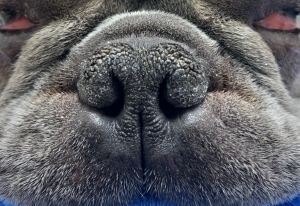 Close-up of a dog's nose and upper lip area.