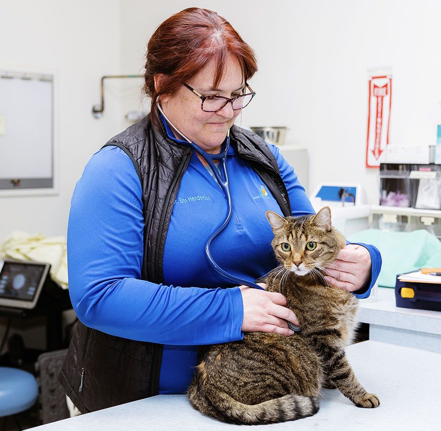 A veterinarian examining a tabby cat in a clinic.