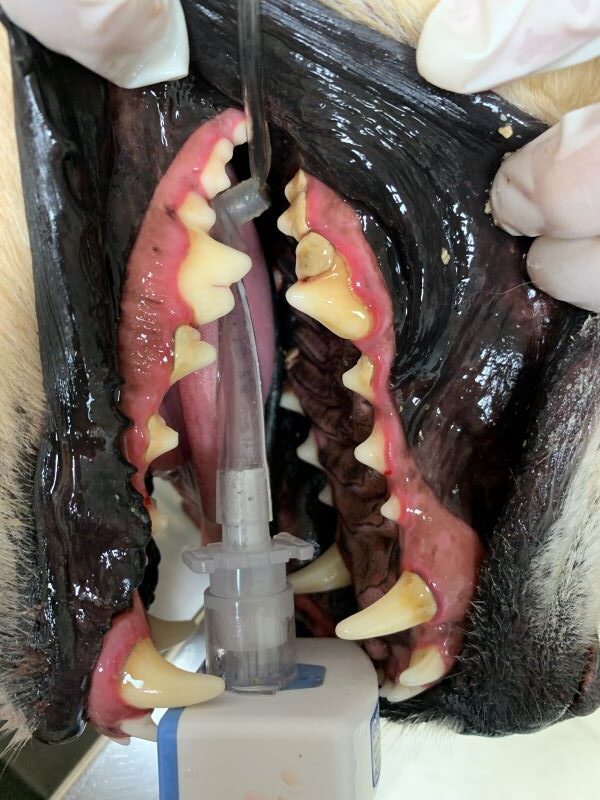 Close-up of a dog's mouth with a dental syringe between its teeth.