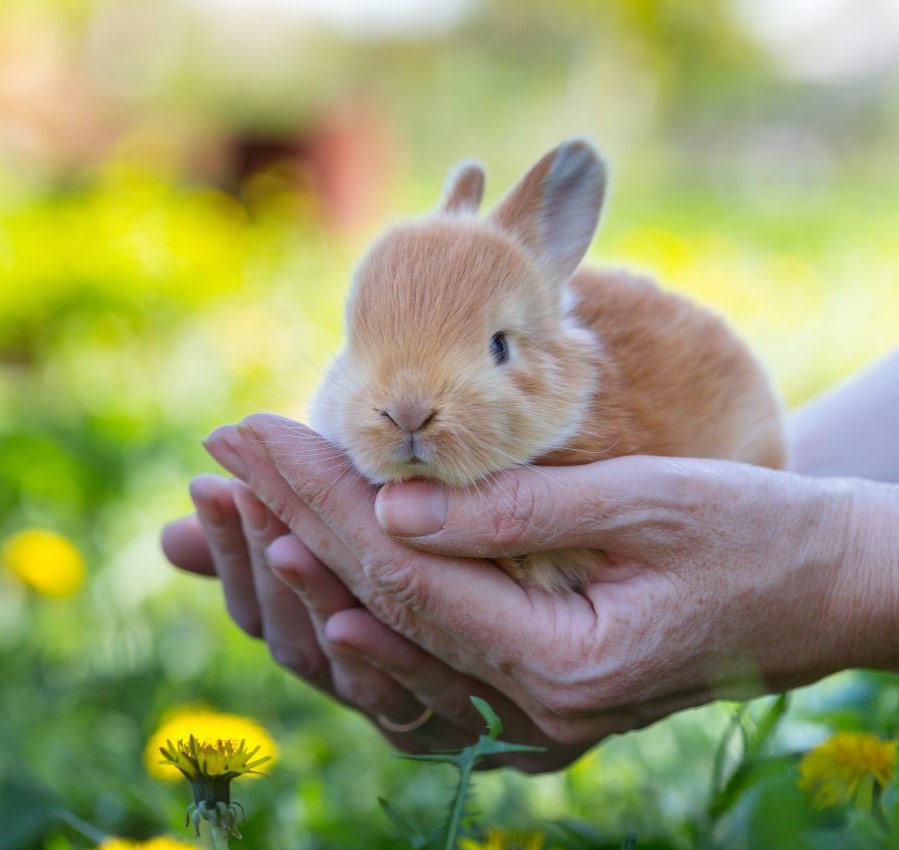 A small, tan rabbit cradled gently in human hands outdoors.