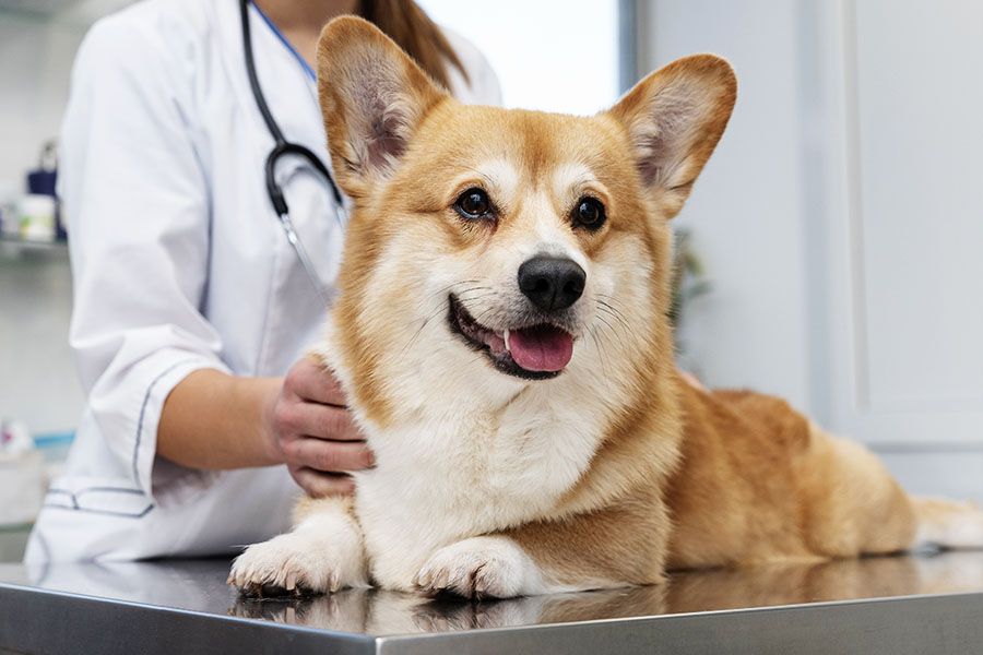A happy corgi on a vet's table being petted by a person in a medical coat.