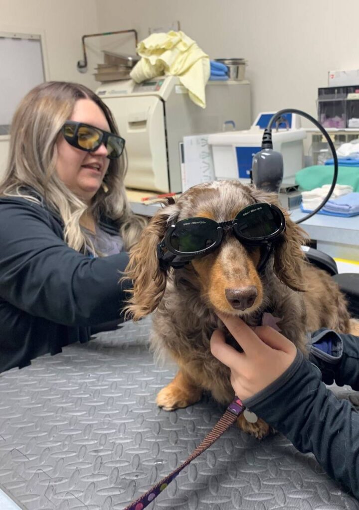 A woman with sunglasses pets a long-haired dachshund wearing protective goggles.