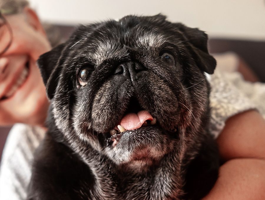 Close-up of a black pug being held, showing a happy facial expression.