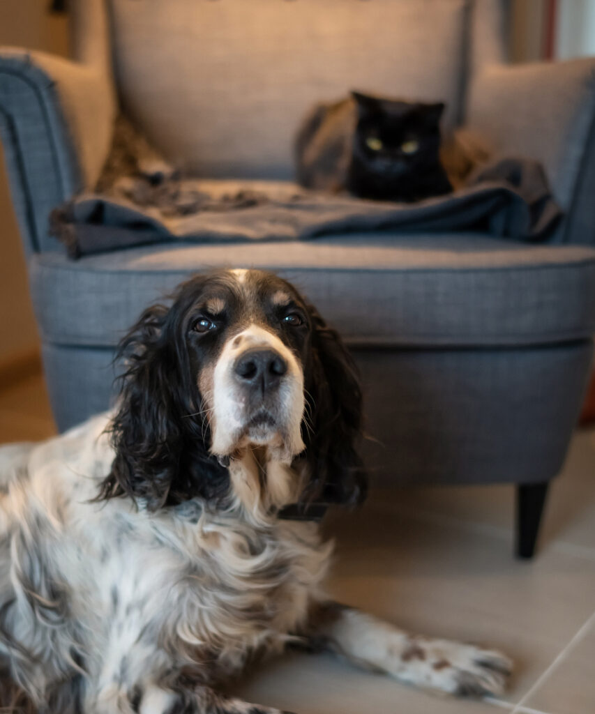 A black and white spaniel in the foreground with a black cat on a chair in the background.