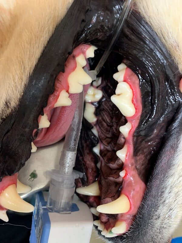 Close-up view of a dog's teeth and gums showing dental health.