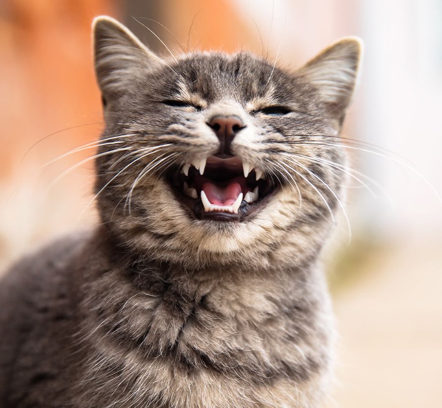 Close-up of a gray cat mid-yawn, showing teeth.