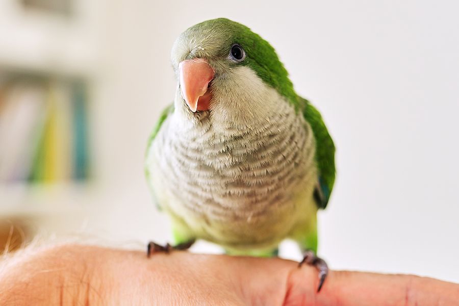 A green parrot with a grey chest perched on a human hand.