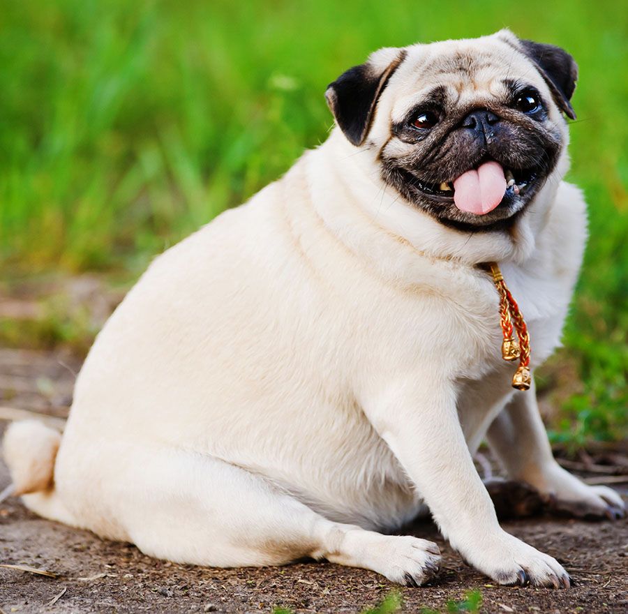 A playful pug sitting on dirt with its tongue out, wearing a gold chain.