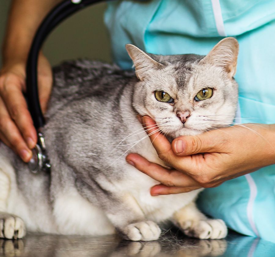 Veterinarian examining a gray tabby cat with a stethoscope.