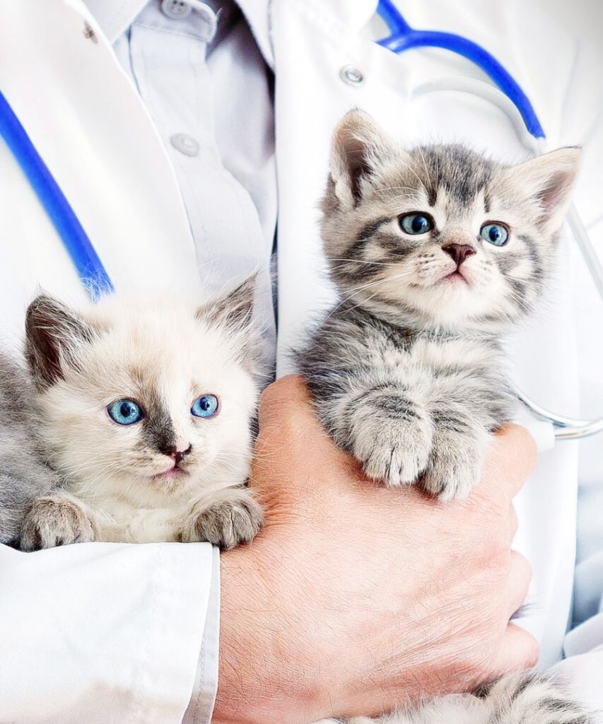 A veterinarian holding two adorable kittens, one gray and one cream-colored.