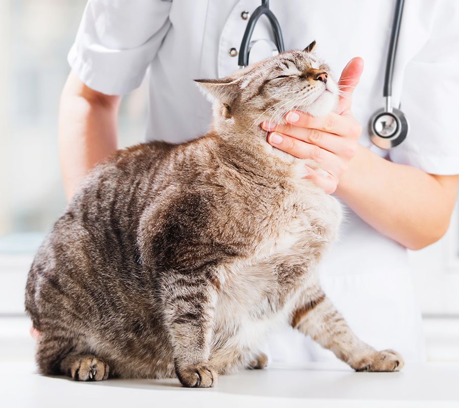 A veterinarian gently examining a chubby tabby cat.