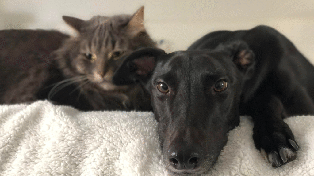 A grey cat and a black dog lying close together on a fluffy white blanket.