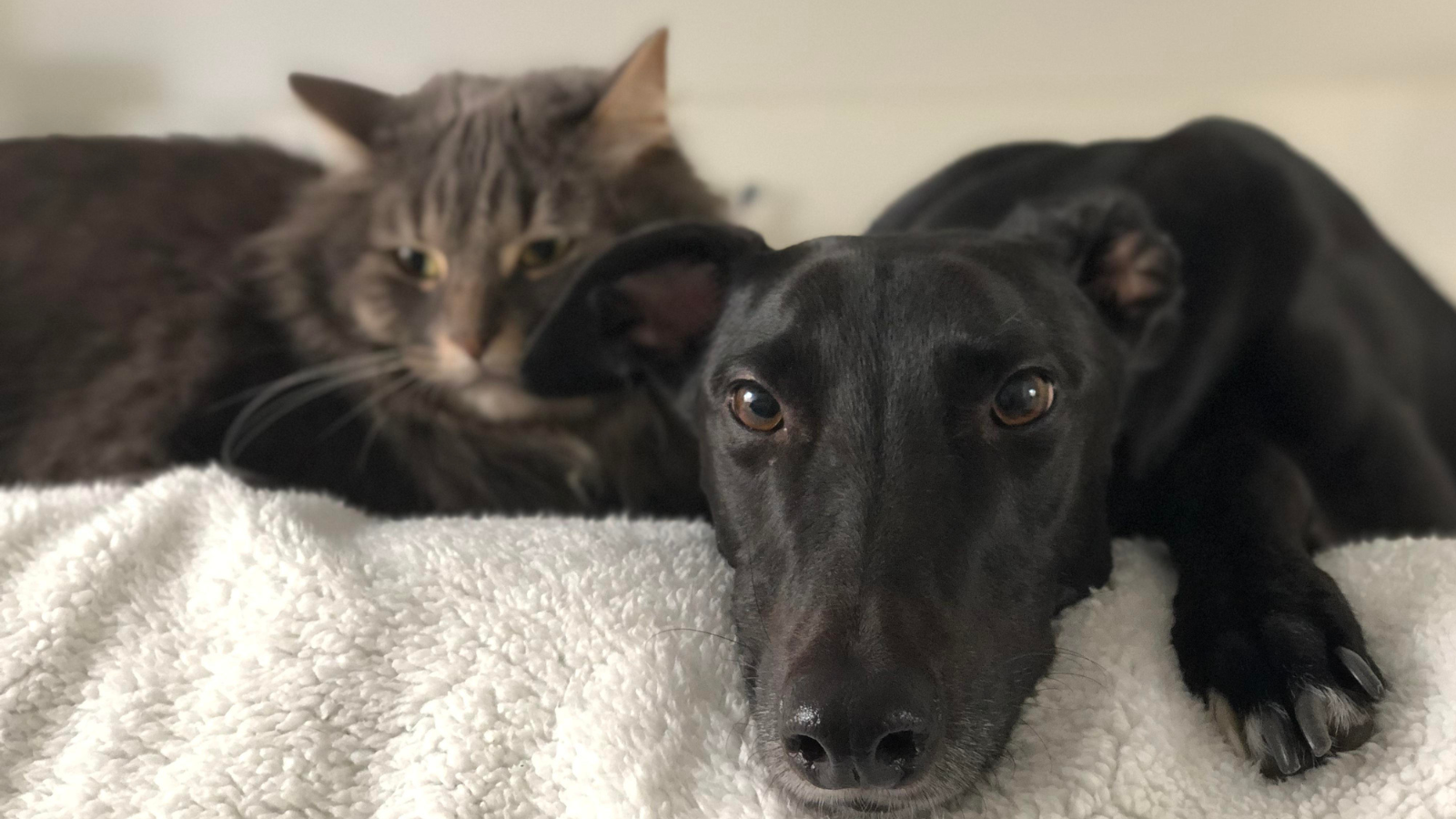 A grey cat and a black dog lying close together on a fluffy white blanket.
